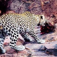 Namibie - Février 2002
