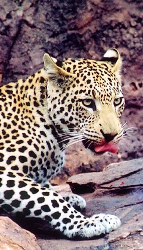 11b leo2