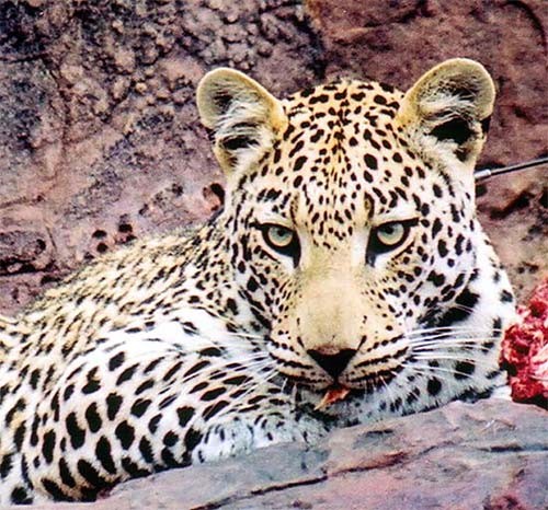 11e leo5