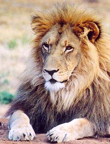 12a lion1