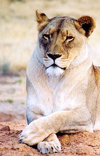12b lionne