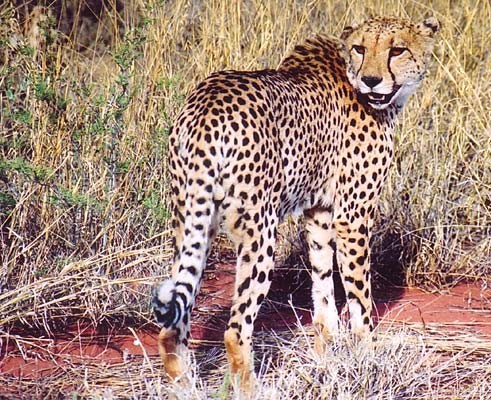 12c guepard1