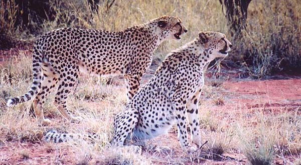 12d guepard2