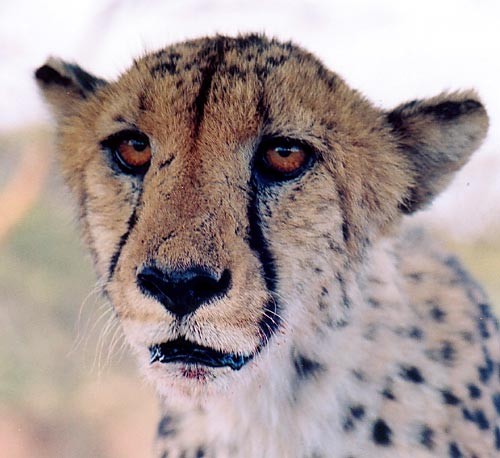 12e guepard3