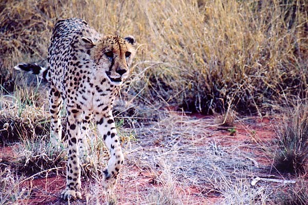 12f guepard4