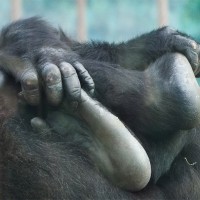 Zooparc Beauval - Avril 2016