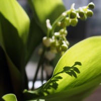 Muguet au balcon - Mai 2016