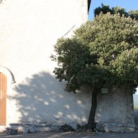 Arbres