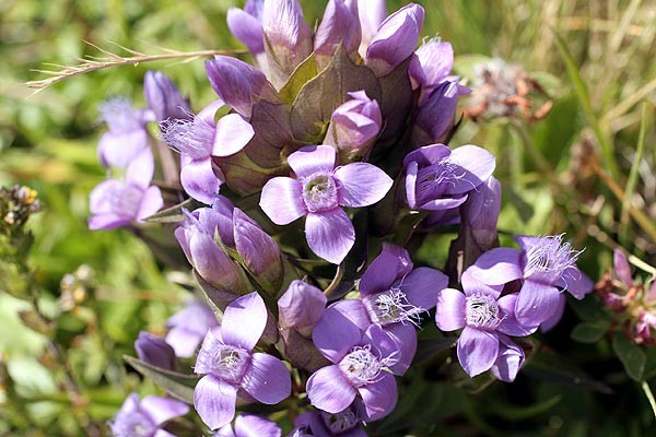 combloux11