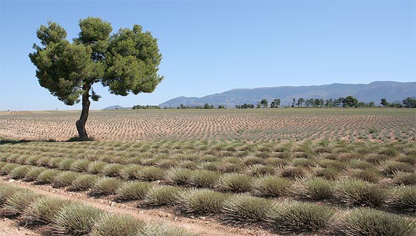 monarbre1