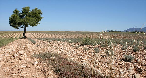 monarbre3