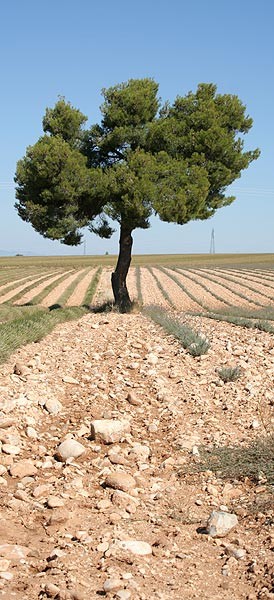 monarbre4