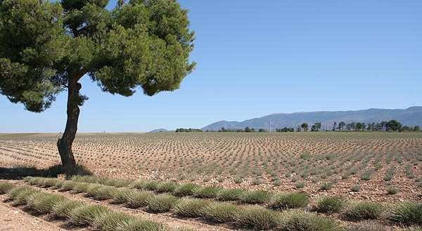 monarbre5