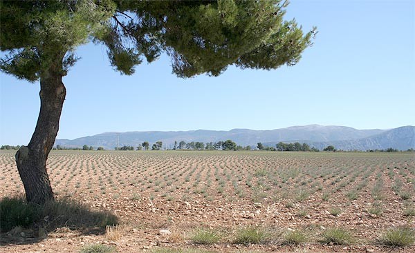 monarbre6