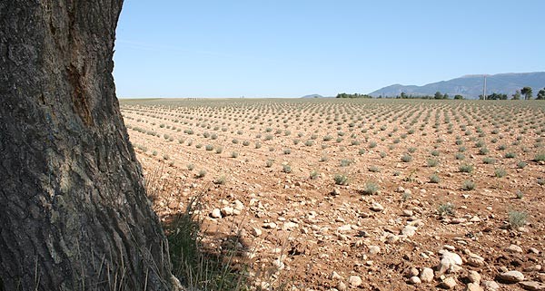 monarbre7
