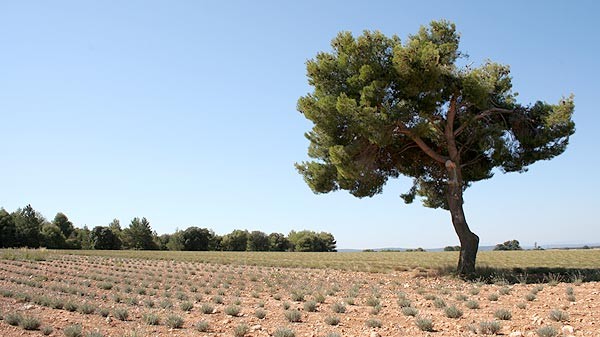 monarbre8