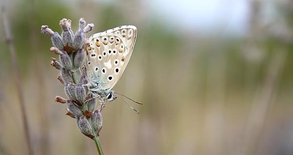papillon