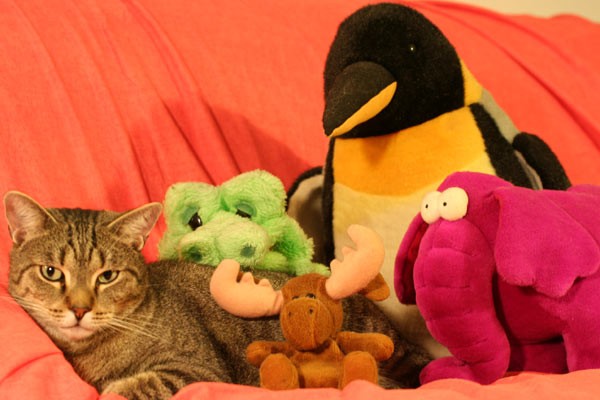 11 impassible cat