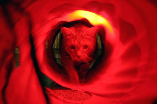 16 passage cat
