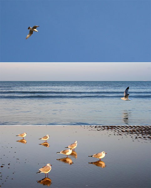 mouettes