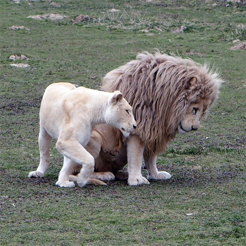 lionetlionne1