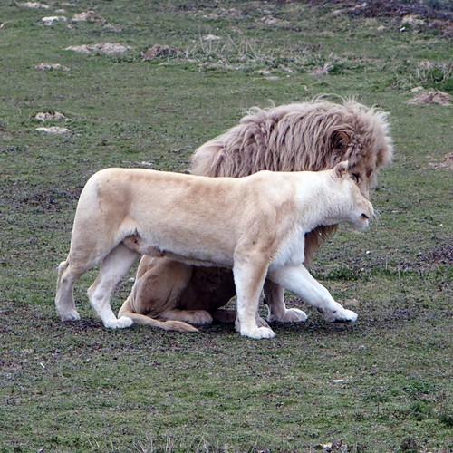 lionetlionne2