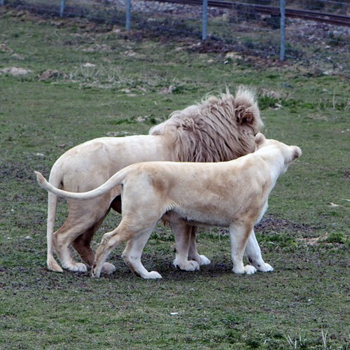 lionetlionne3