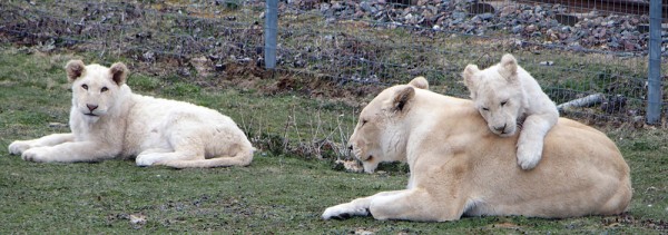 lionneetlionceaux