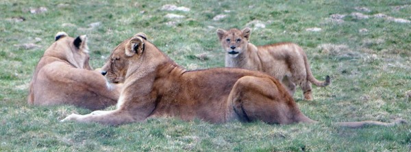 lions