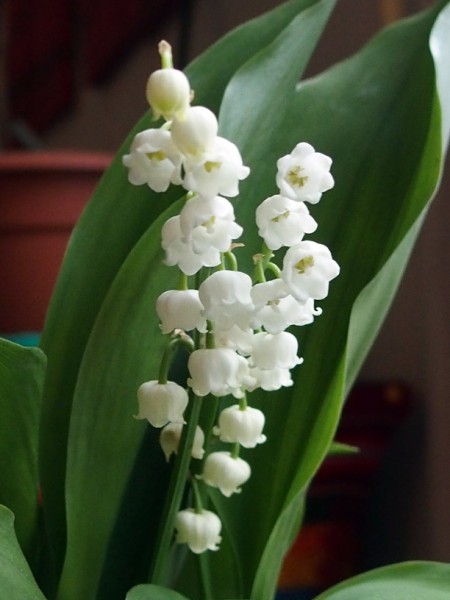 muguet1