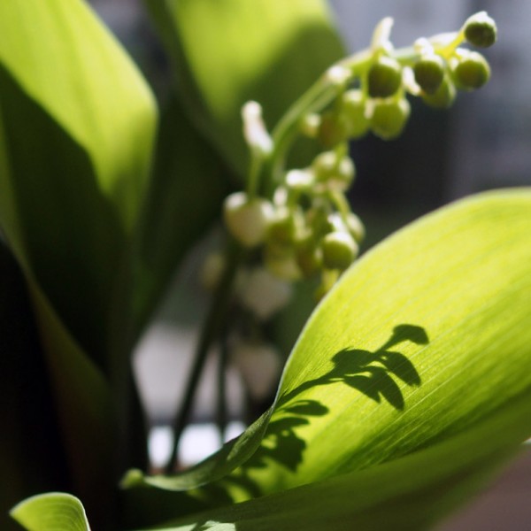 muguet1 0505