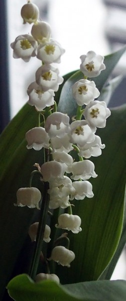 muguet2