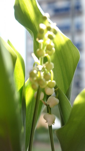 muguet2 0505