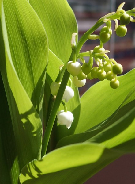 muguet3 0505