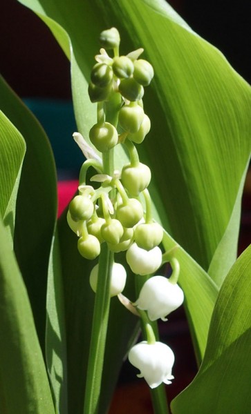 muguet4 0505