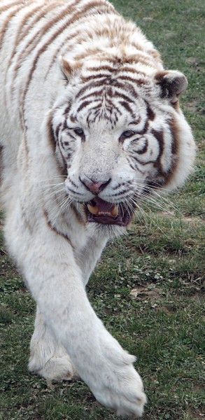 tigresblancs1