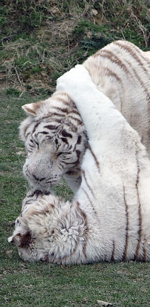 tigresblancs3