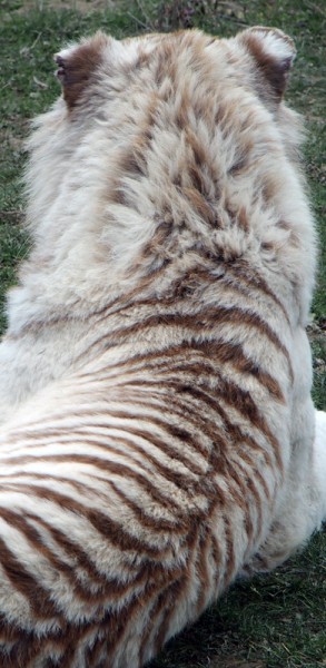 tigresblancs6