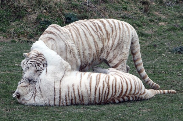 tigresblancs7