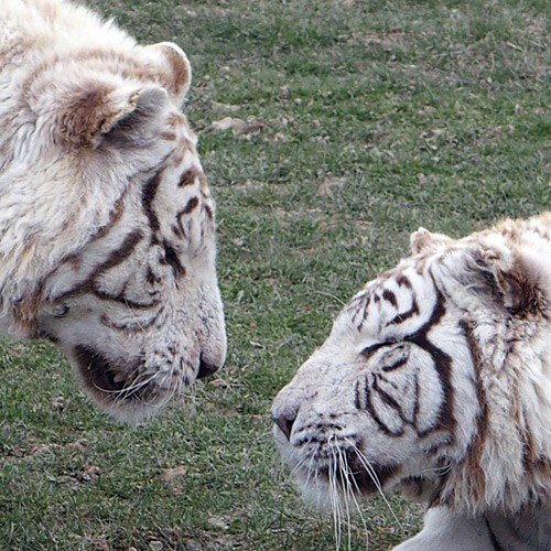 tigresblancs8