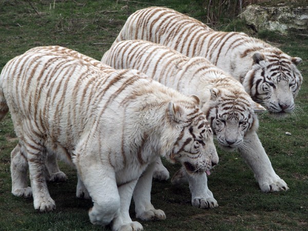 tigresblancs9