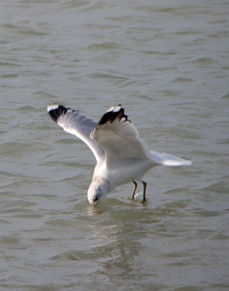 P2210905 web
