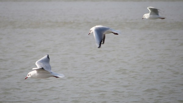 P2210931 web